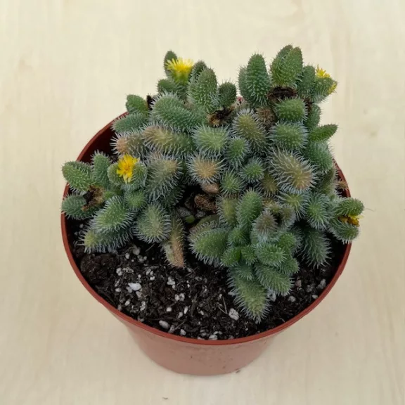 Delosperma echinatum - Pickle Plant Delosperma echinatum - Pickle Plant