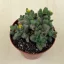 Delosperma echinatum - Pickle Plant