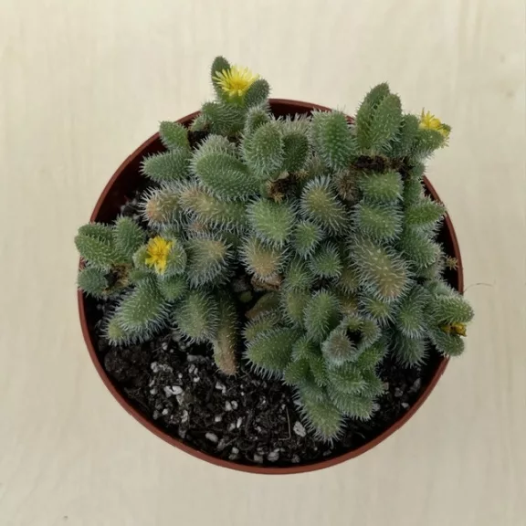 Delosperma echinatum - Pickle Plant Delosperma echinatum - Pickle Plant