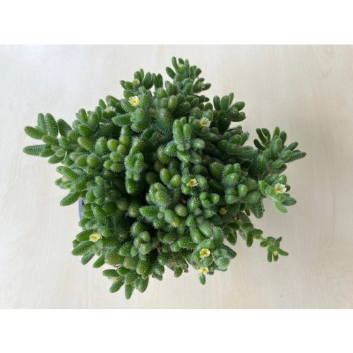 Delosperma echinatum - Pickle Plant