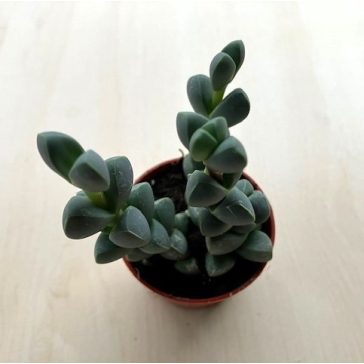 Delosperma lehmannii - Corpuscularia lehmannii