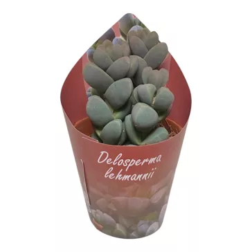 Delosperma lehmannii - Corpuscularia lehmannii