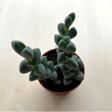 Delosperma lehmannii - Corpuscularia lehmannii