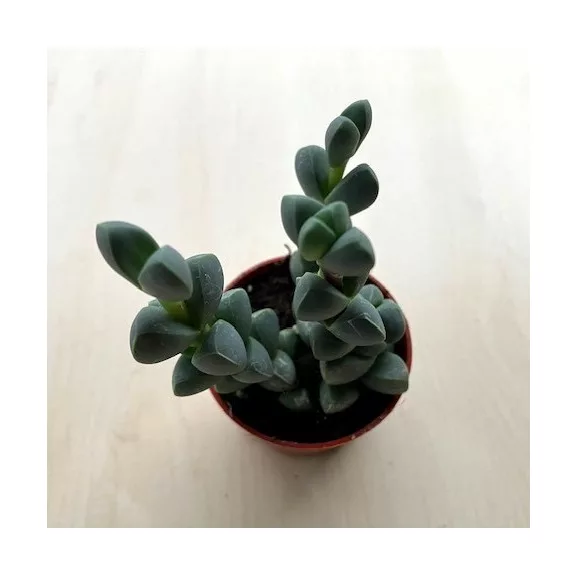 Delosperma lehmannii - Corpuscularia lehmannii