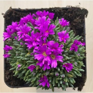 Delosperma spalmanthoides