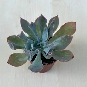 Echeveria 