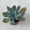 Echeveria 