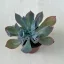 Echeveria 