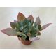 Echeveria 