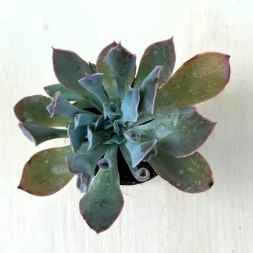 Echeveria 