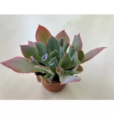 Echeveria 