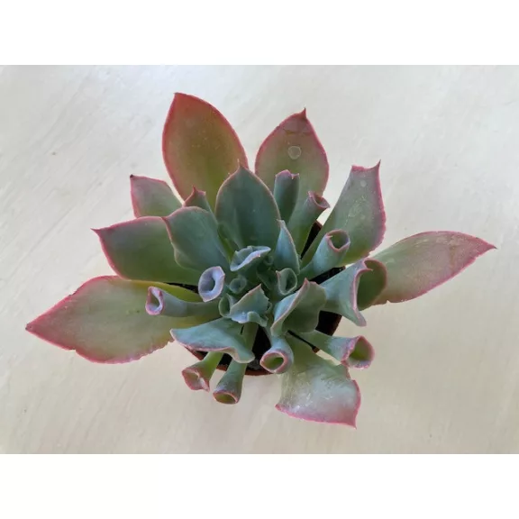 Echeveria 
