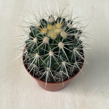 Echinocactus grusonii