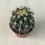 Echinocactus grusonii