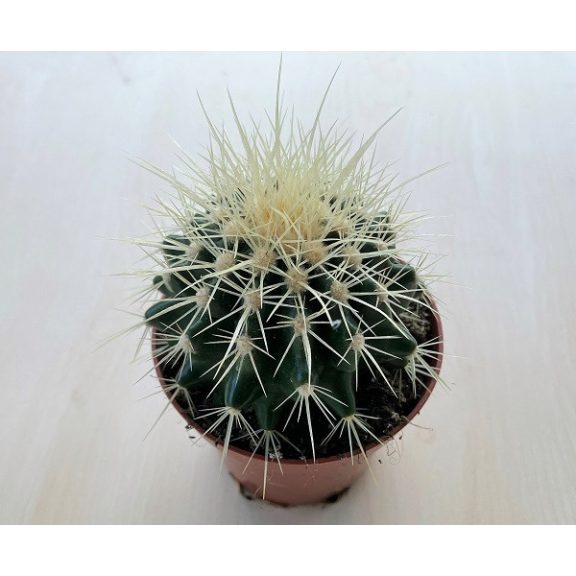Echinocactus grusonii