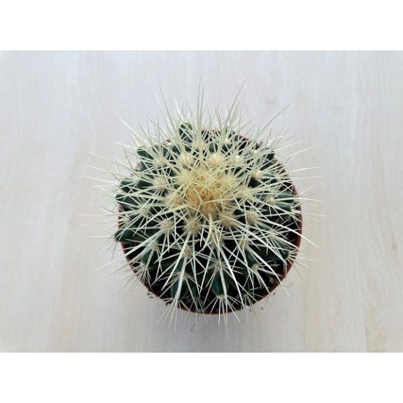 Echinocactus grusonii