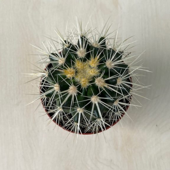 Echinocactus grusonii