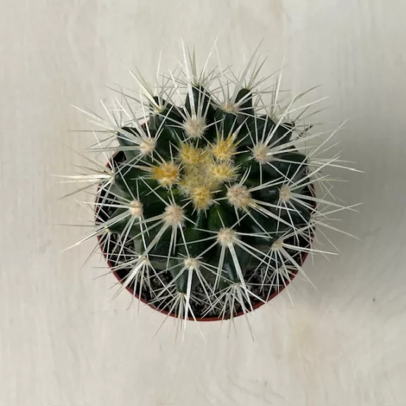 Echinocactus grusonii