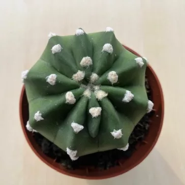 Echinopsis subdenudata - Easter Lily Cactus