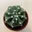 Echinopsis subdenudata - Easter Lily Cactus