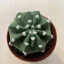 Echinopsis subdenudata - Easter Lily Cactus