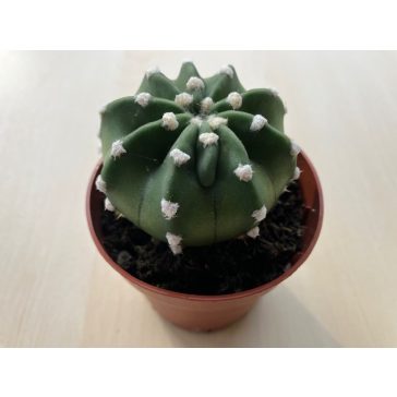 Echinopsis subdenudata - Easter Lily Cactus