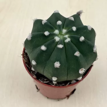 Echinopsis subdenudata - Easter Lily Cactus