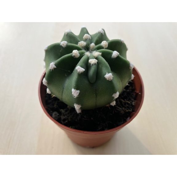 Echinopsis subdenudata - Easter Lily Cactus