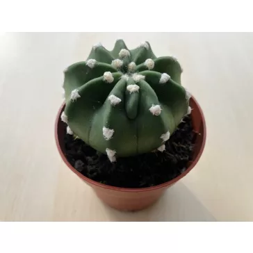 Echinopsis subdenudata - Easter Lily Cactus