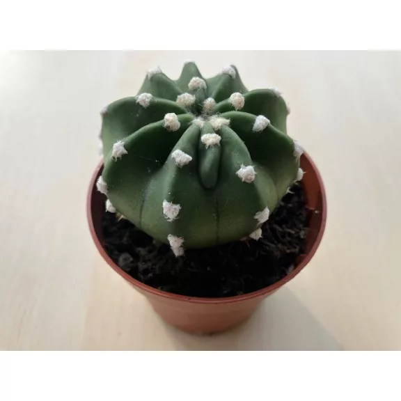 Echinopsis subdenudata - Easter Lily Cactus