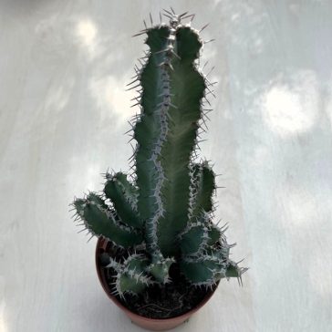 Euphorbia polyacantha