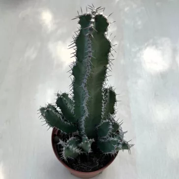 Euphorbia polyacantha
