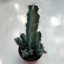 Euphorbia polyacantha