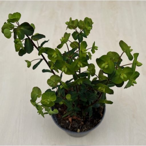 Euphorbia × martinii 