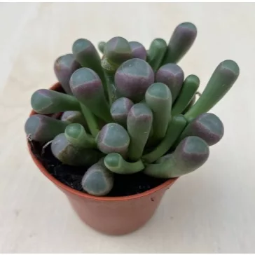 Fenestraria Aurantiaca