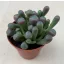 Fenestraria Aurantiaca