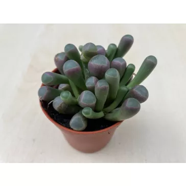 Fenestraria Aurantiaca