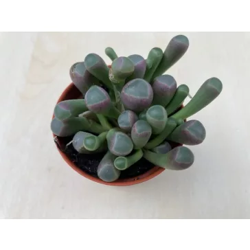 Fenestraria Aurantiaca