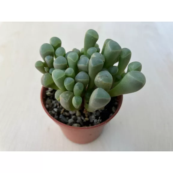 Fenestraria Aurantiaca Fenestraria Aurantiaca