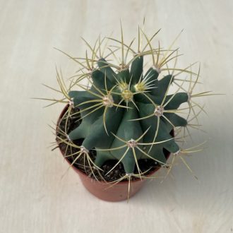 Ferocactus horridus