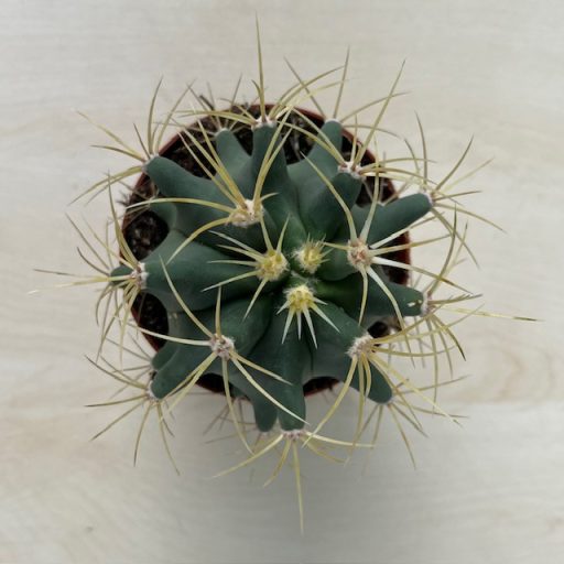 Ferocactus horridus