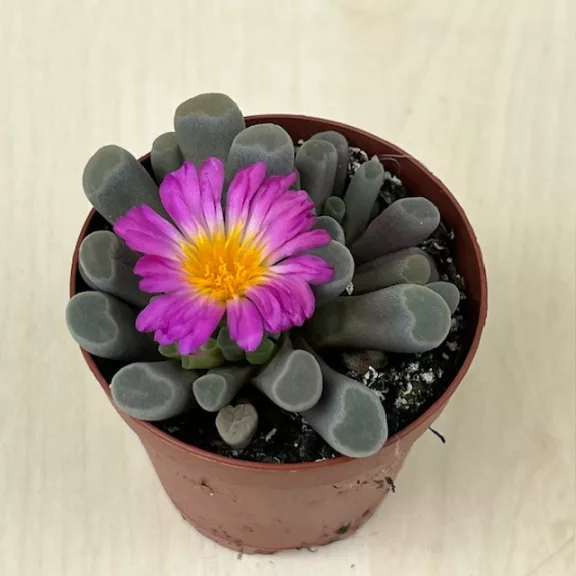 Frithia pulchra Frithia pulchra