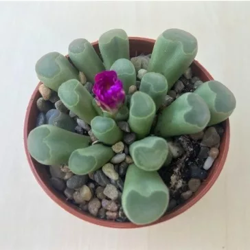 Frithia pulchra