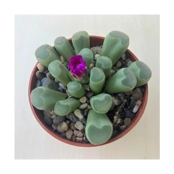 Frithia pulchra Frithia pulchra