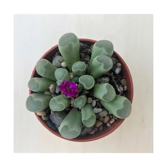 Frithia pulchra Frithia pulchra