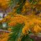 Grevillea robusta