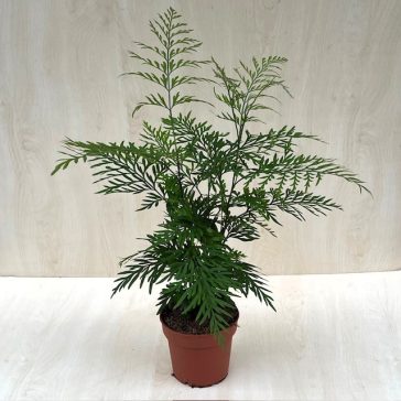 Grevillea robusta