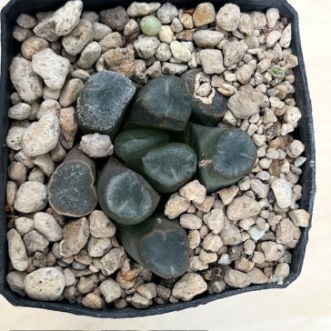 Haworthia maughanii 'BIG MIRROR'