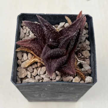 Haworthia 'Onigawara' H. nigra x H. koelmaniorum