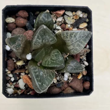 Haworthia comptoniana 'KARAKUSA'